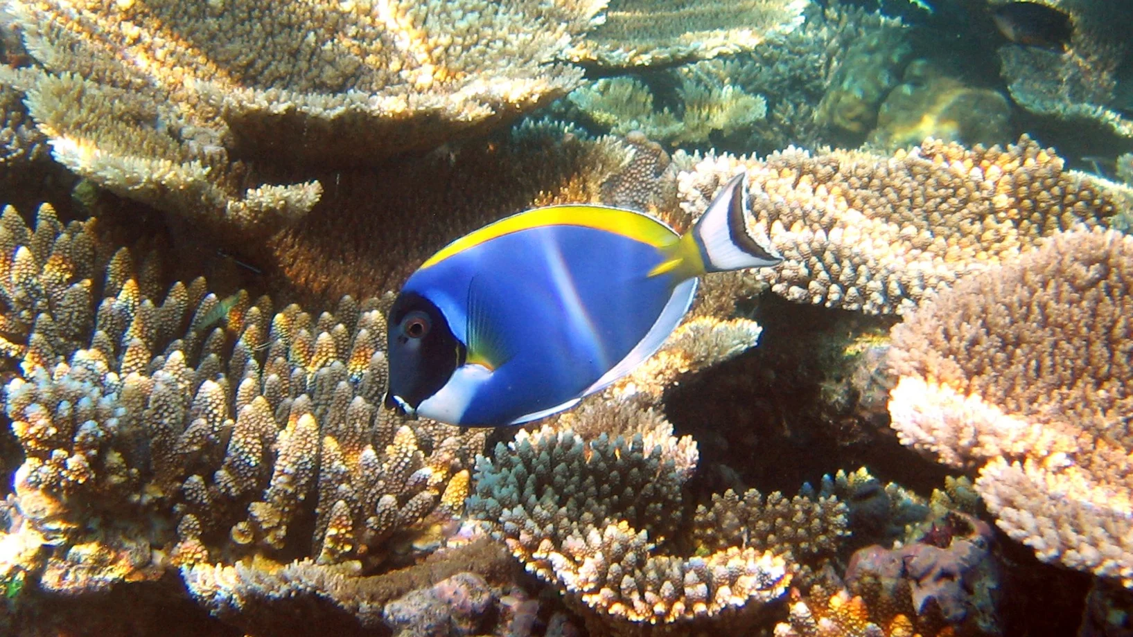 Weisskehl-Doktorfisch schwimmt zwischen den Korallen