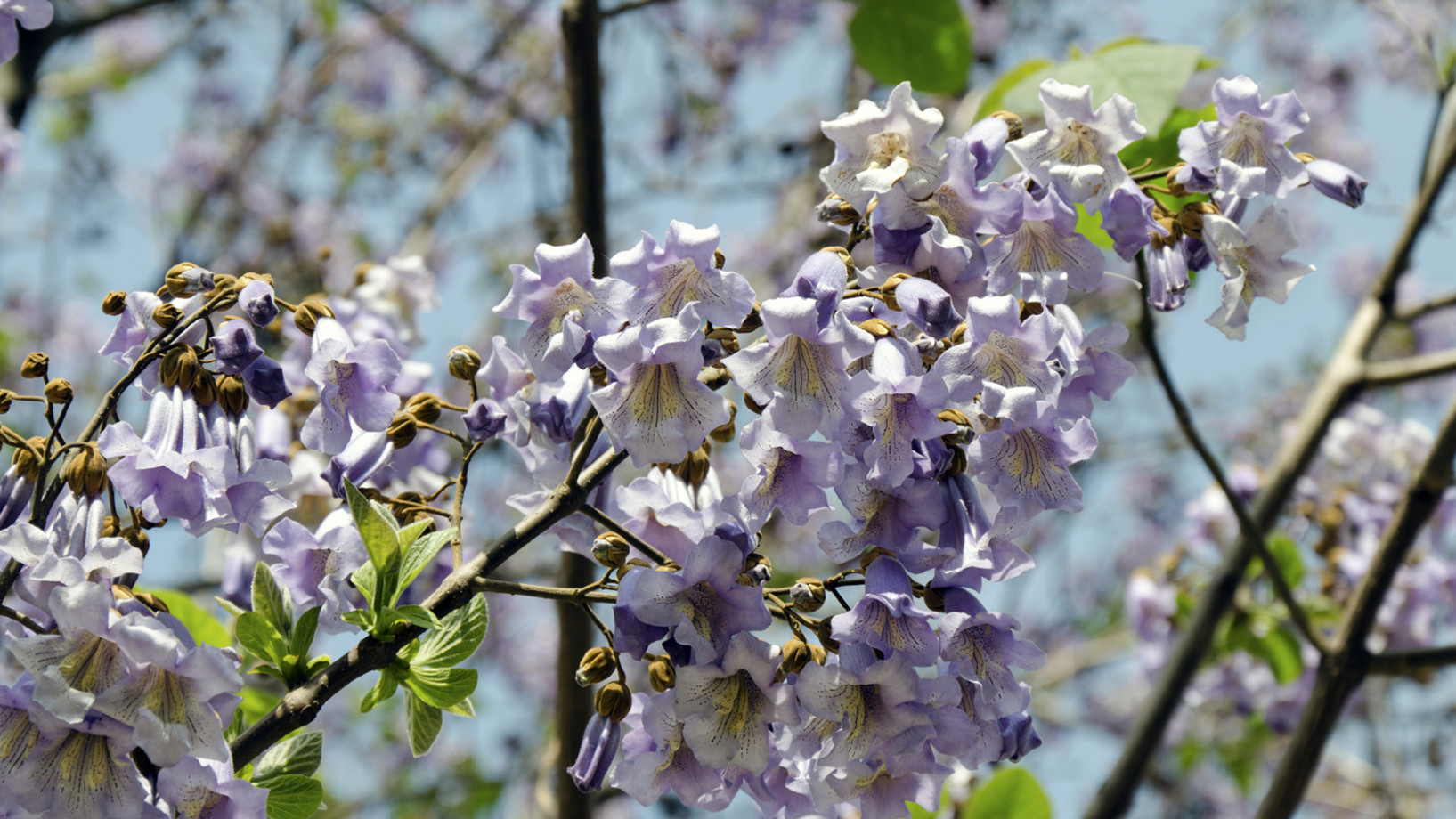 Violette Blüten der Paulownie