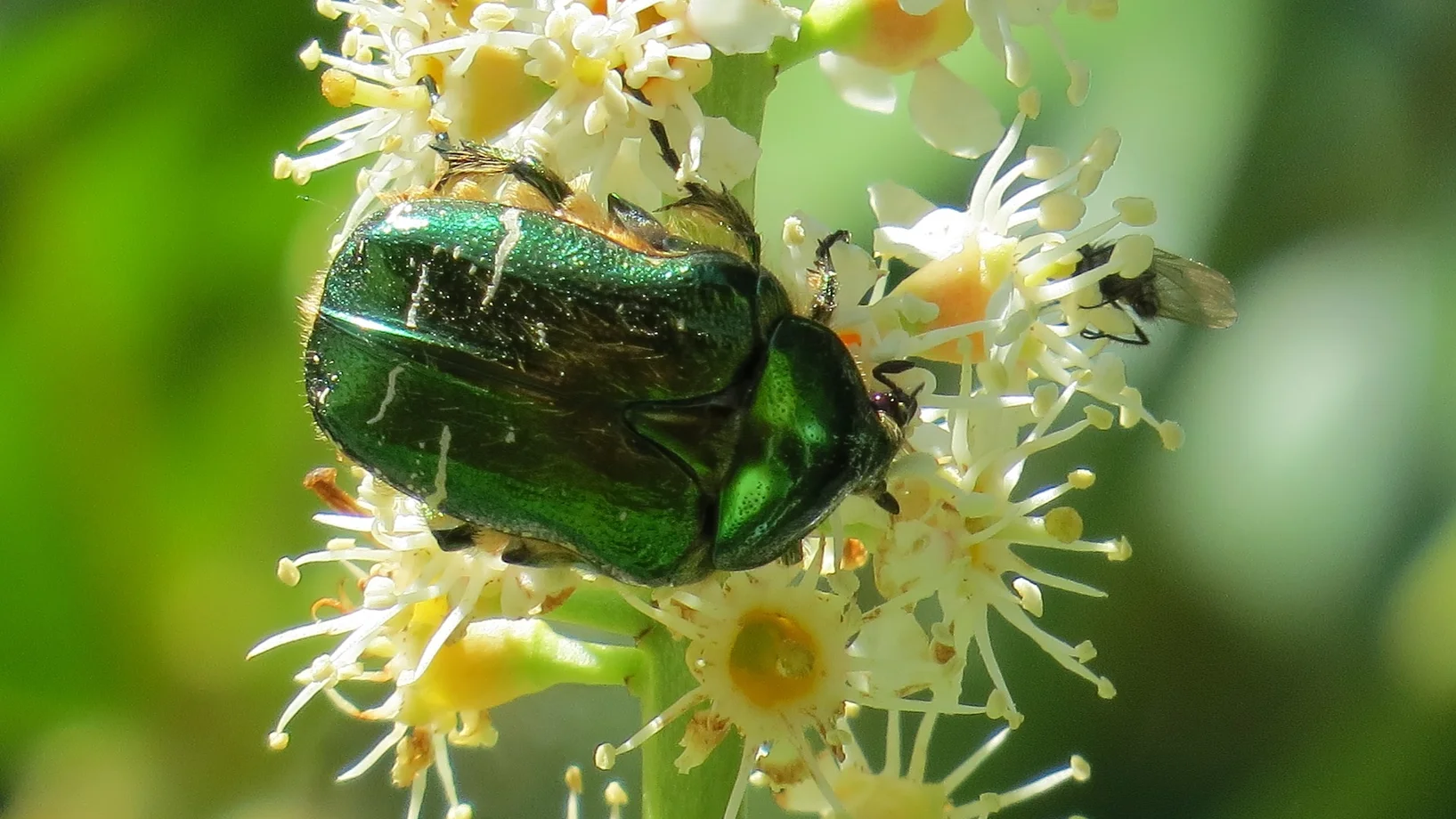 Rosenkäfer auf weisser Blüte