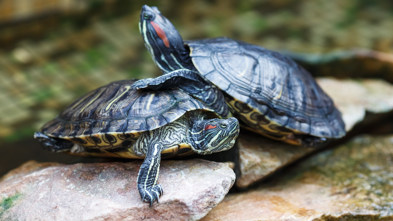 Zwei Rotwangen-Schmuckschildkröten