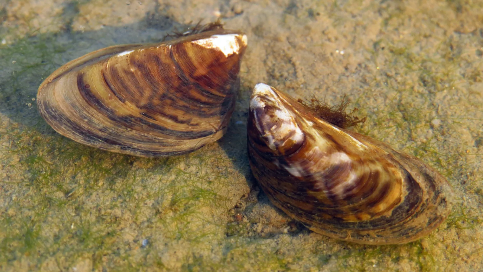 Zwei Wandermuscheln