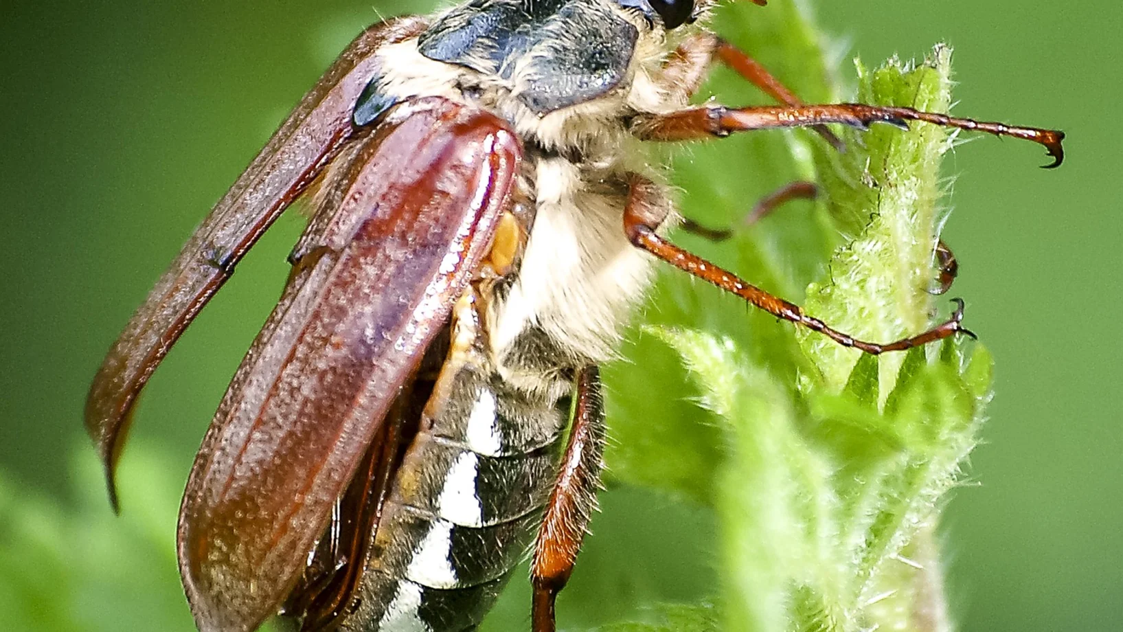 Maikäfer mit geöffneten Flügeldecken auf Pflanze