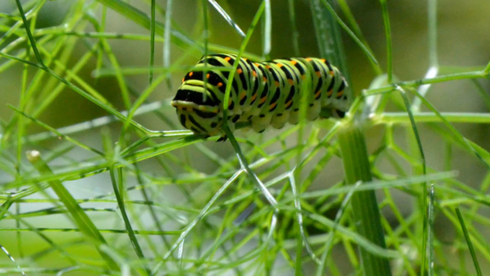 Raupe eines Schwalbenschwanzschmetterlings
