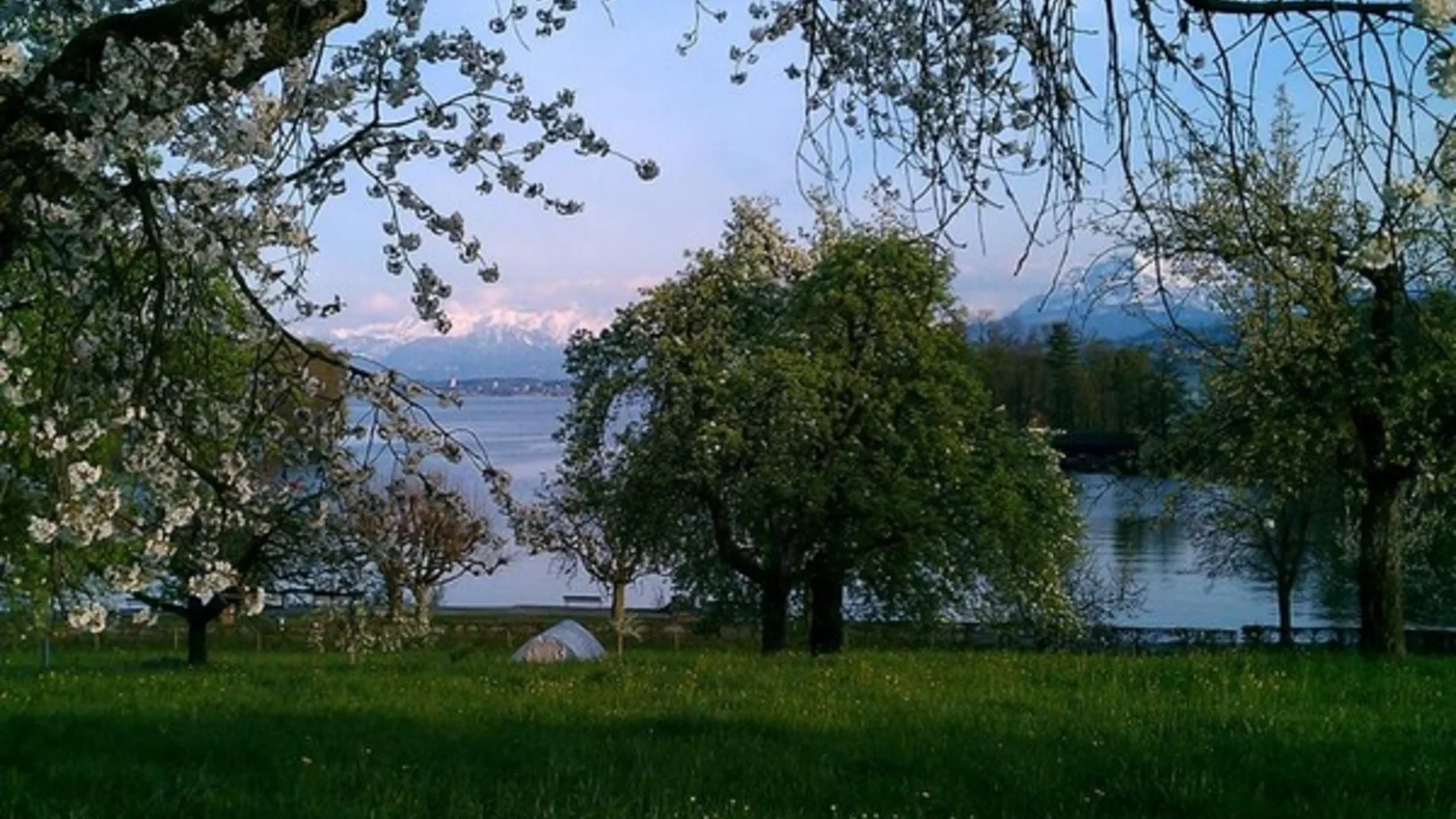 Baum mit weissen Blüten. Im Hintergrund der Sempachersee