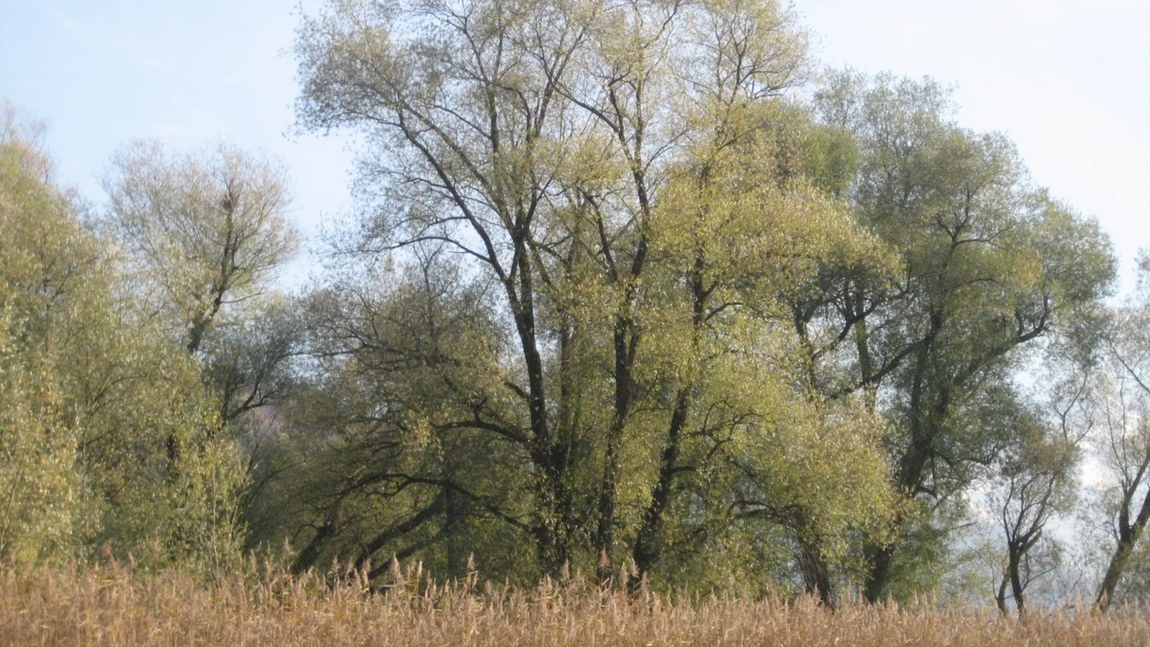 Ried mit alten Bäumen im Hintergrund