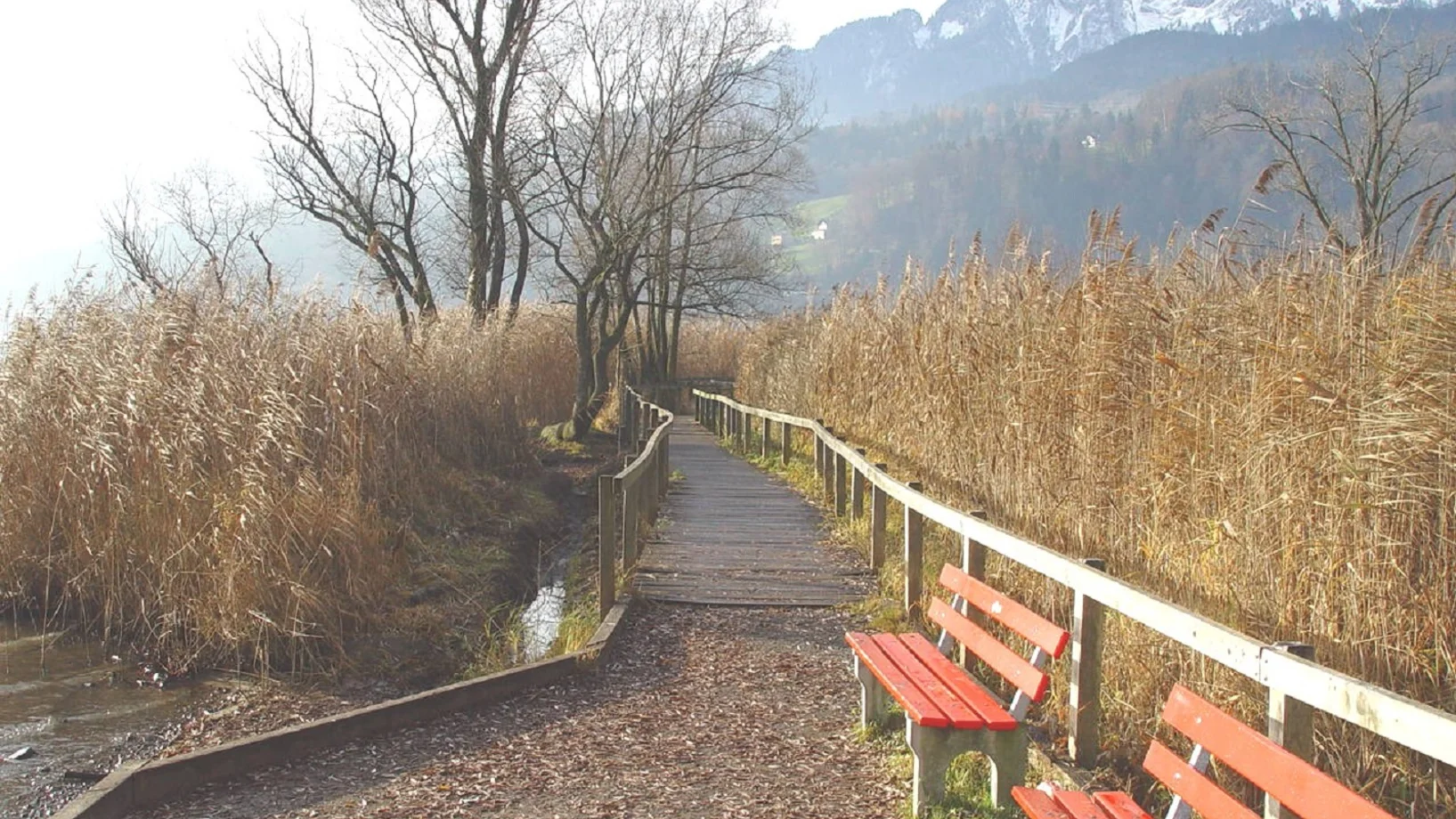 Zwei Bänke angrenzend an den See und das Ried