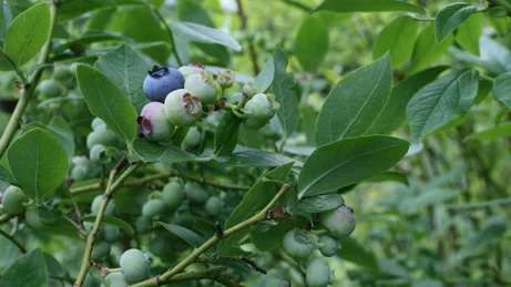 Beeren-Freude im (Balkon)-Garten | Umweltberatung Luzern