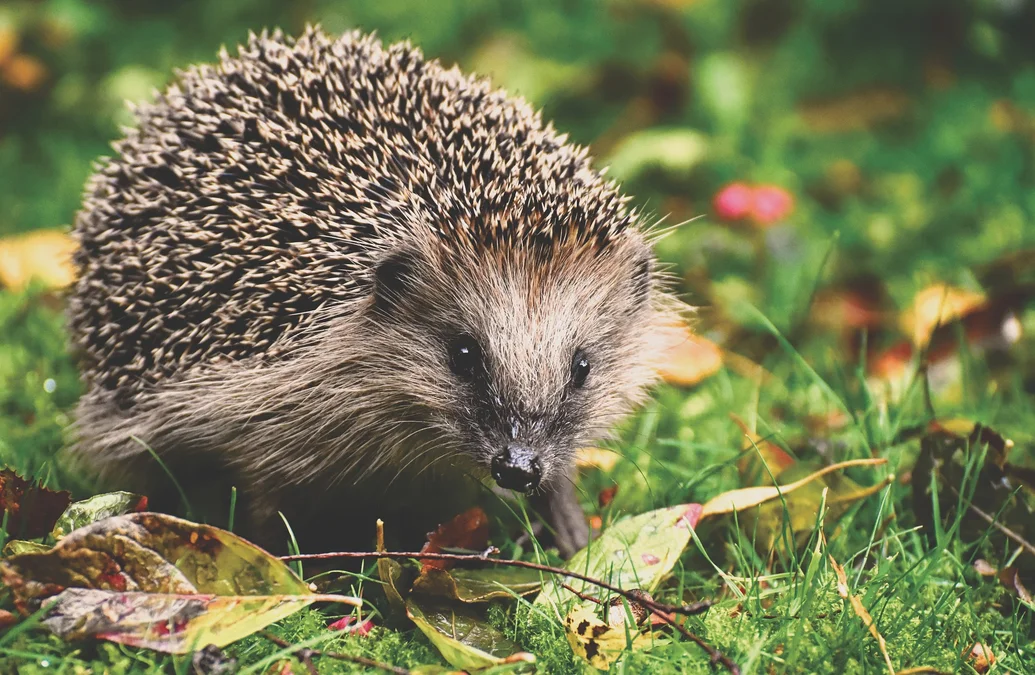 Tiere im Garten Umweltberatung Luzern