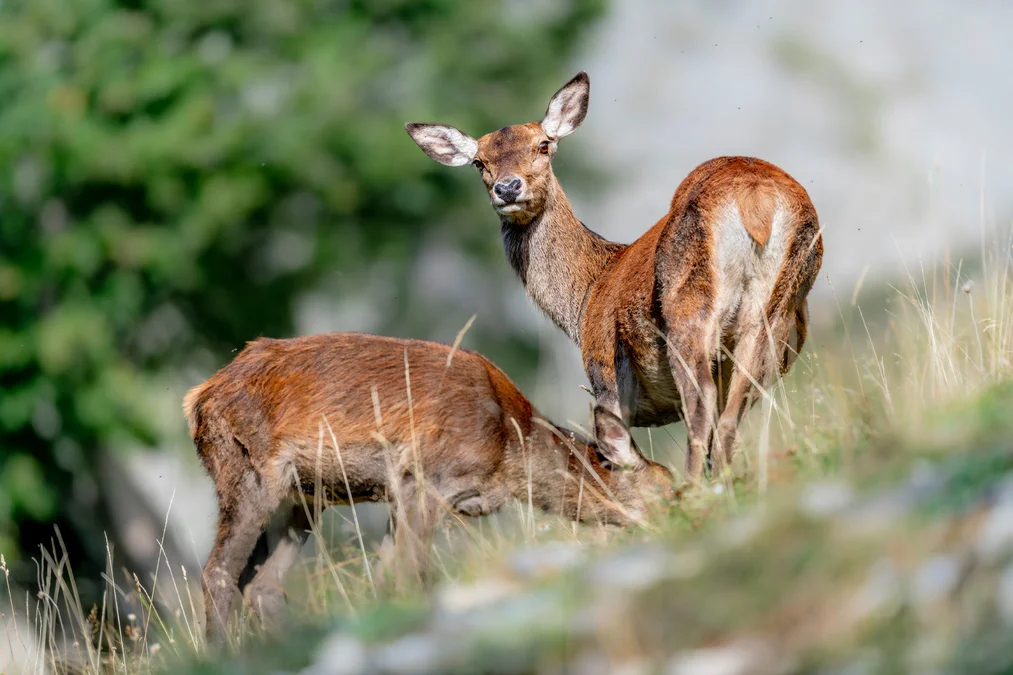 Wildtiere im Umweltberatung Luzern