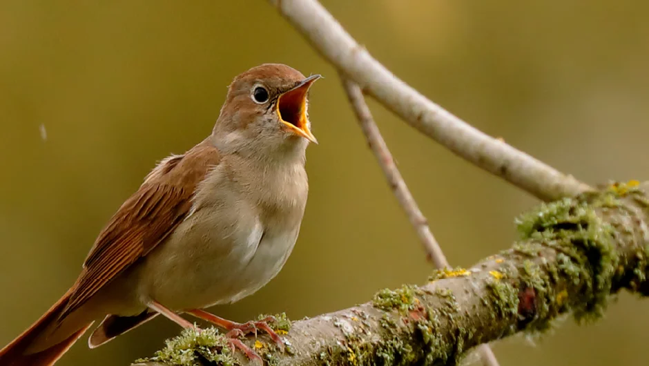 Singender Vogel