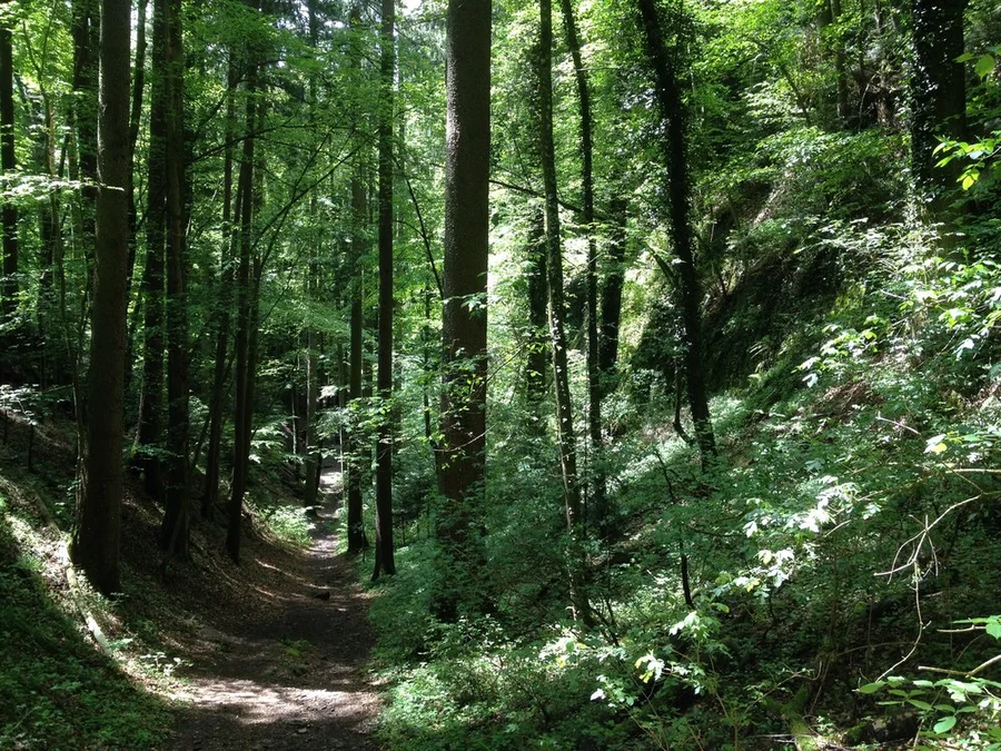 Exkursion: Die Wolfschlucht am Sonnenberg | Umweltberatung ...
