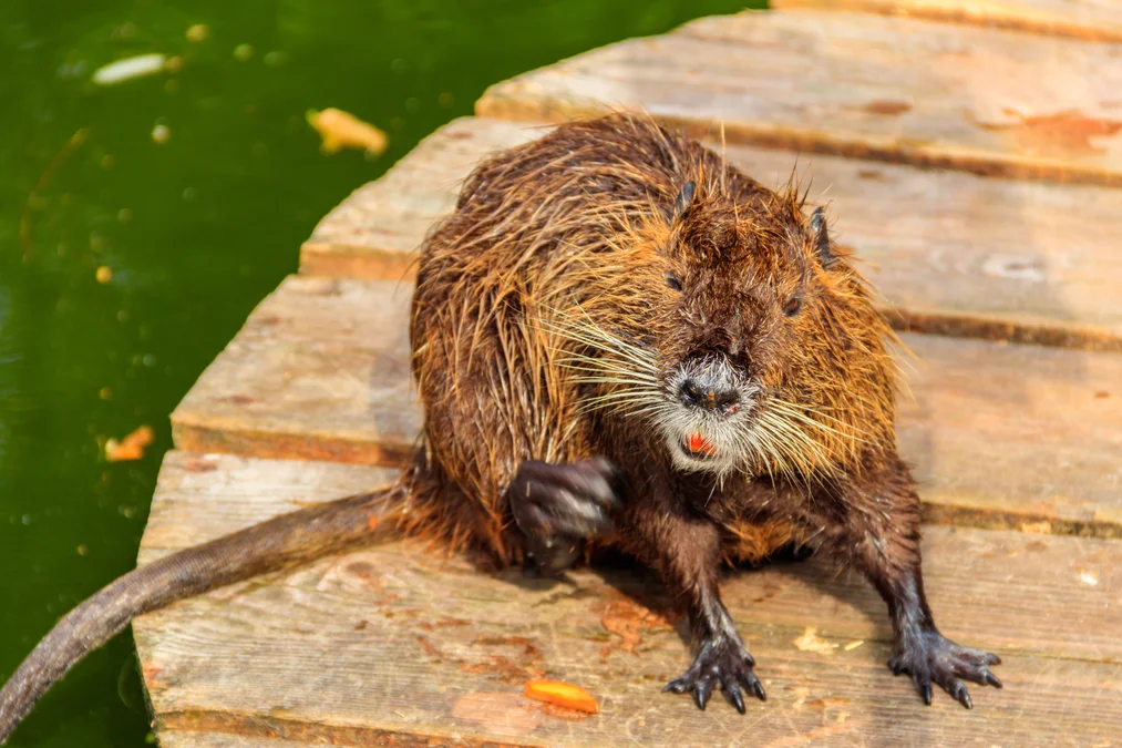 Nutria Umweltberatung Luzern