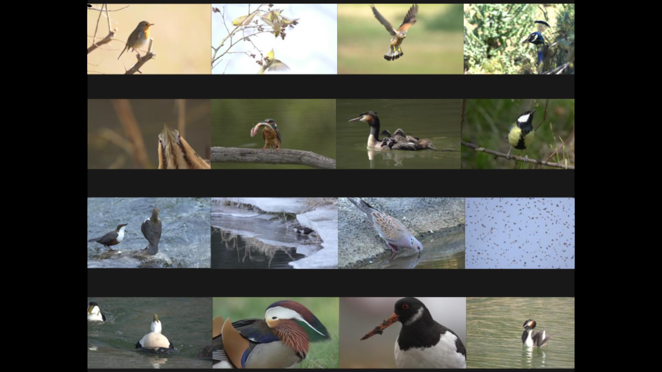 Zusammenstellung von Vogelbildern zum Film "Ornis, über Vögel"