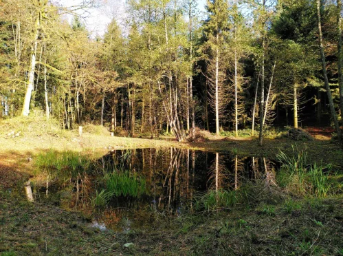 Weiherlandschaft im Wald