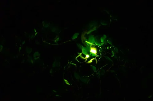 Leuchtendes Licht im dunklen Wald