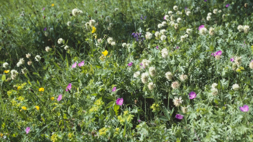 Farbige Blüten eines Krautsaums