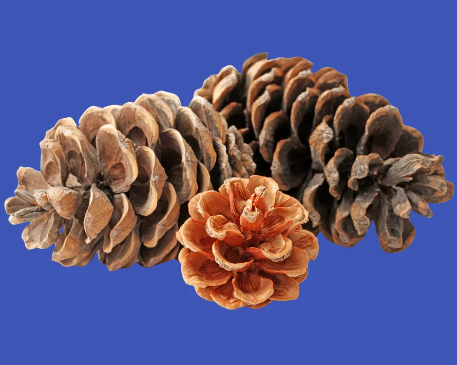 Gwunderstunde Zapfen