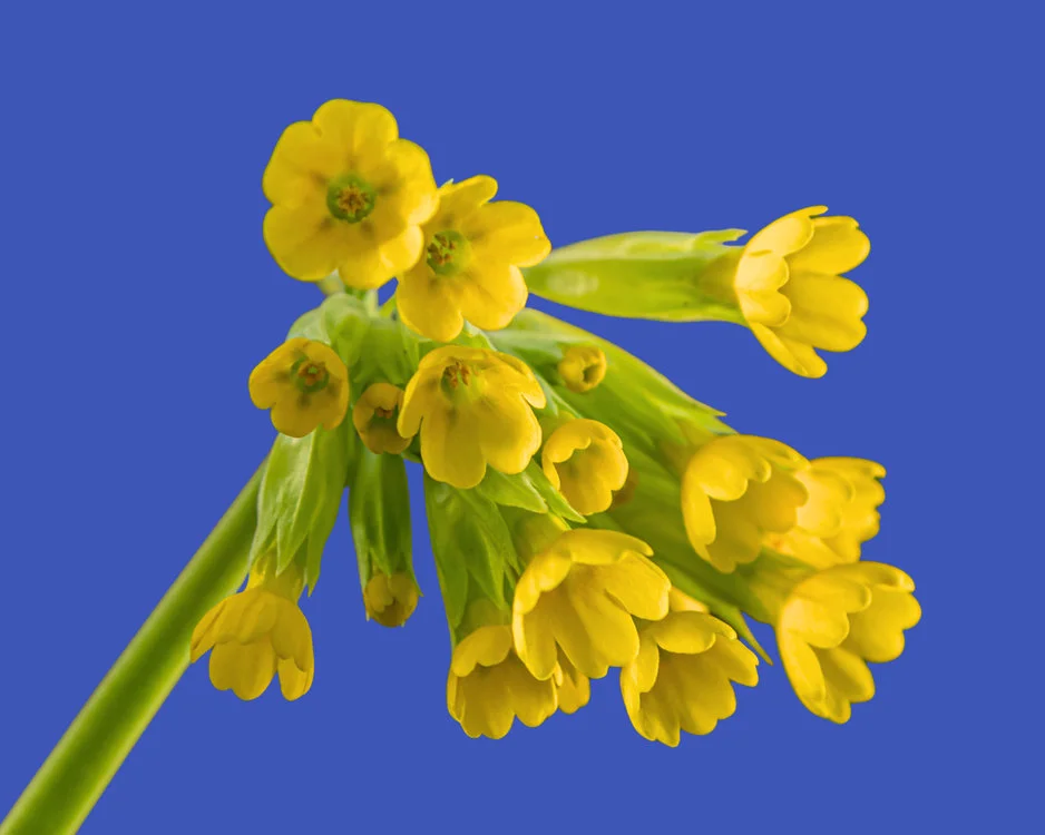 Gwunderstunde: Blütenzauber