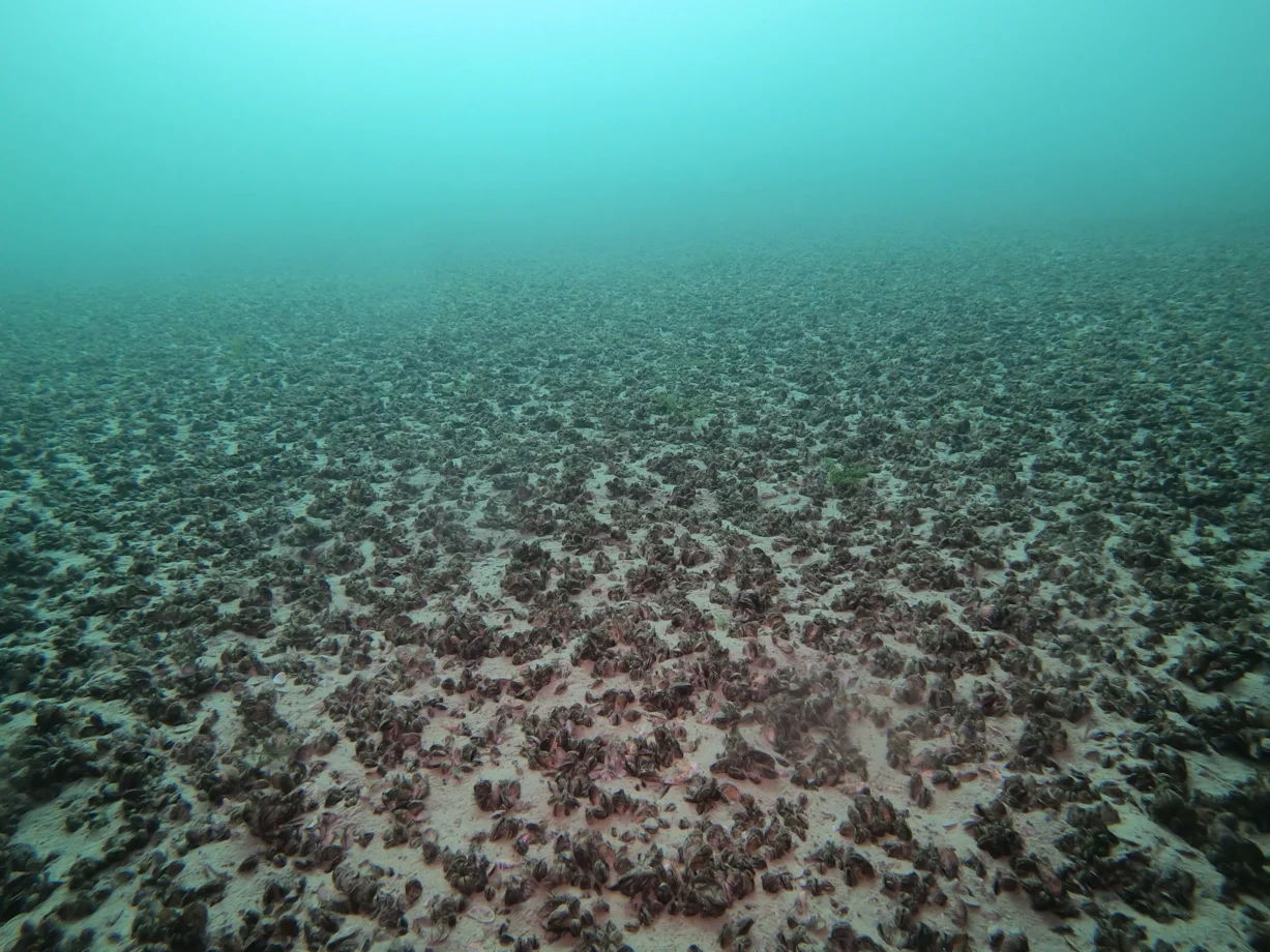 Quaggamuscheln auf dem Grund des Bodensees