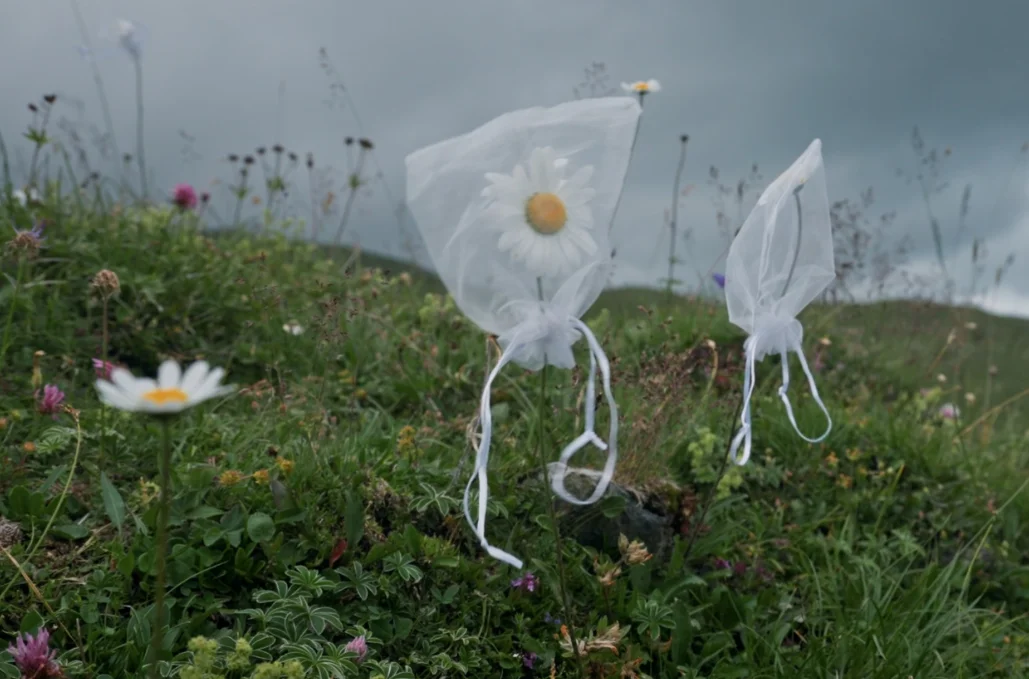 Wiese mit Margeriten in Gazesäckli