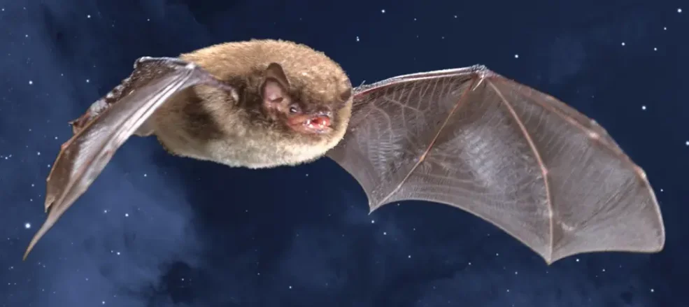 Fliegende Fledermaus