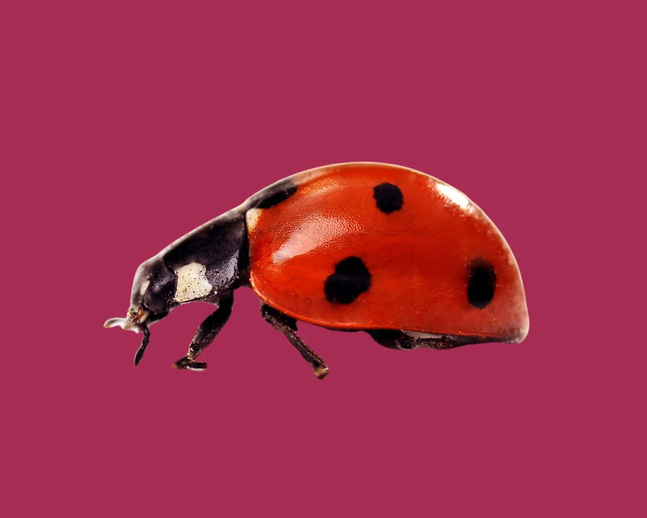 Gwunderstunde Rot